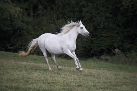 Connemara Pony