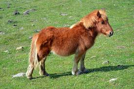 Fell Pony