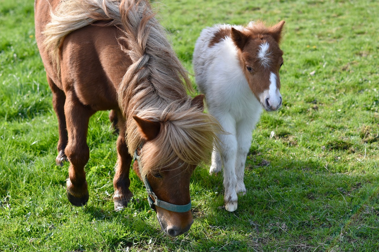 Shetland Pony