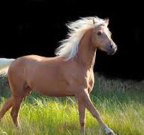 Welsh Pony