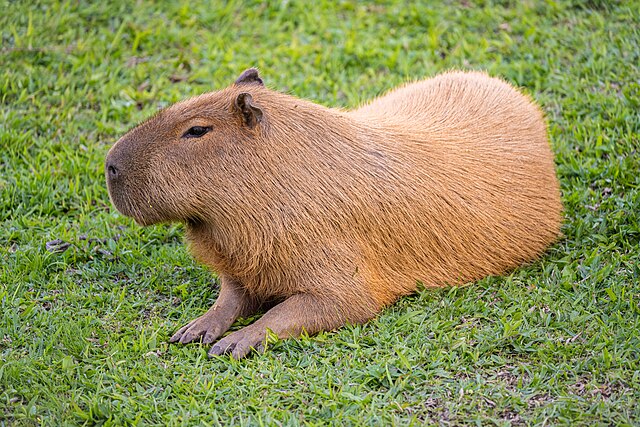 Friendly Capybara