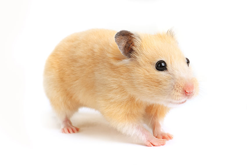 Cute hamster