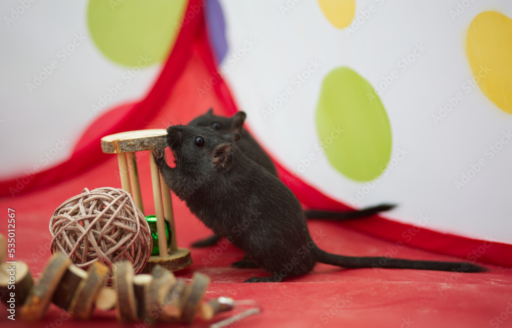 Gerbil playing