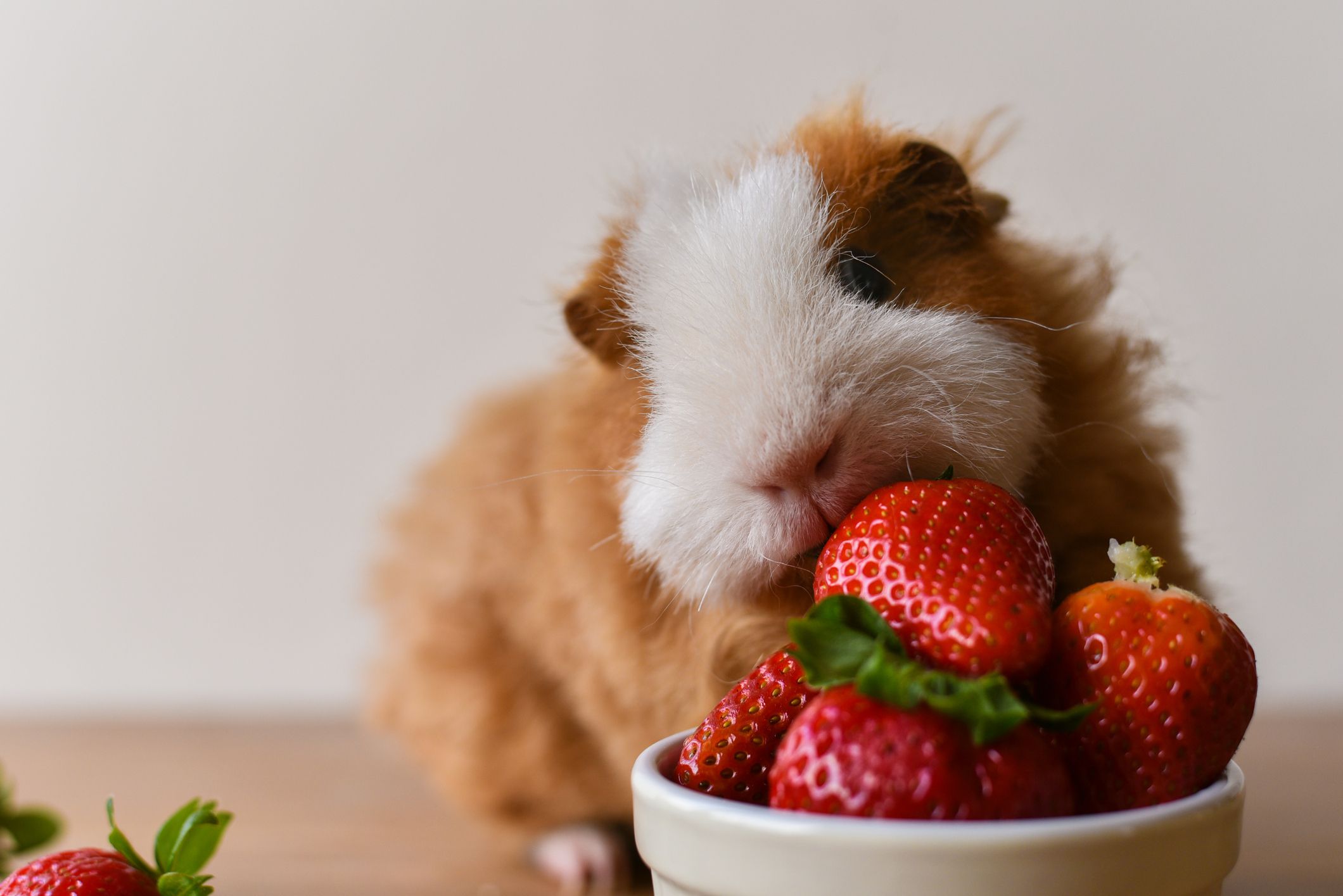 Guinea pig eating vegetables